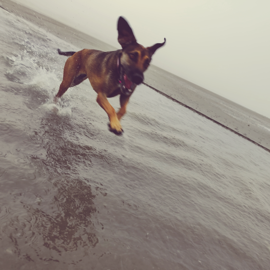 Batsy på stranden